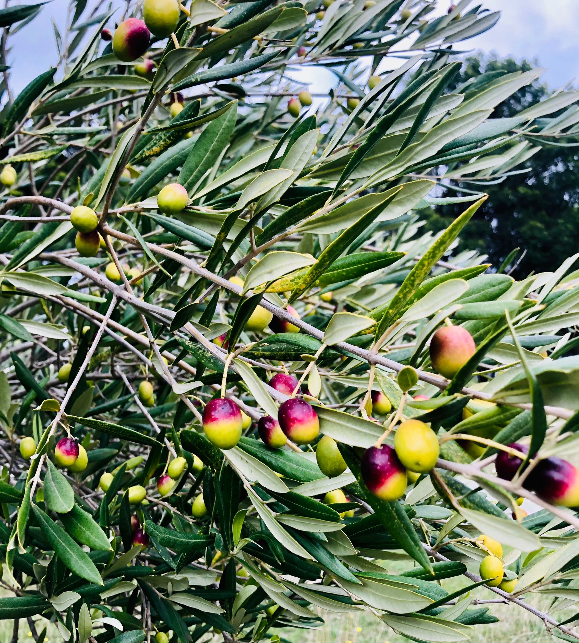 Hand-picked olives on the branch at the Leap of Faith grove