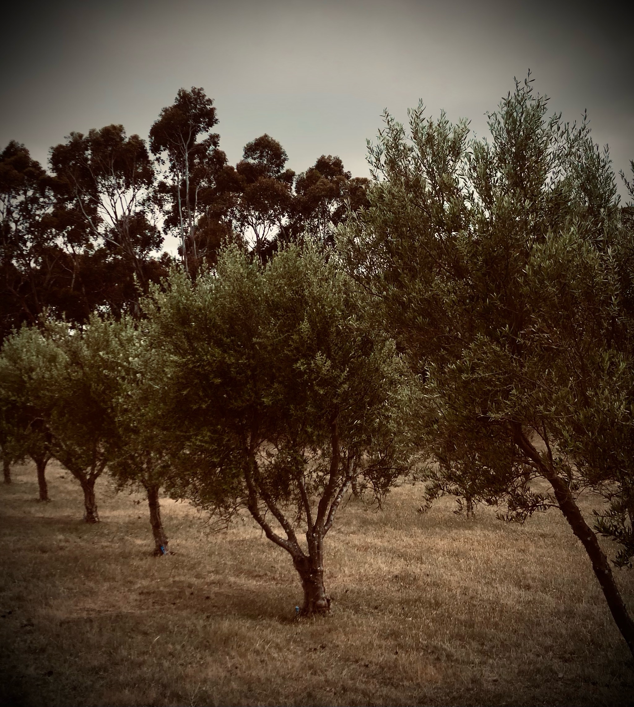 Frantoio and Manzanillo olive trees among granite at the Vassallo family grove, Cobaw Ridge, Victoria